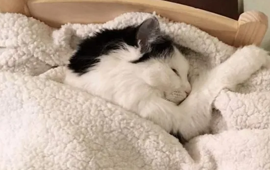 如何训练猫咪自己睡觉呢？