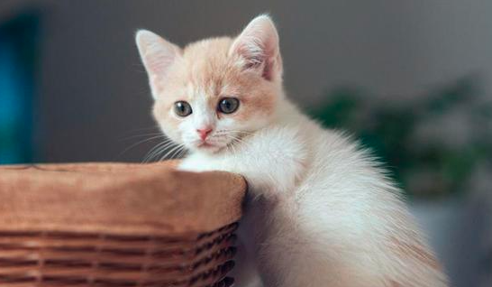 养猫小知识：一个月小猫怎么喂养？