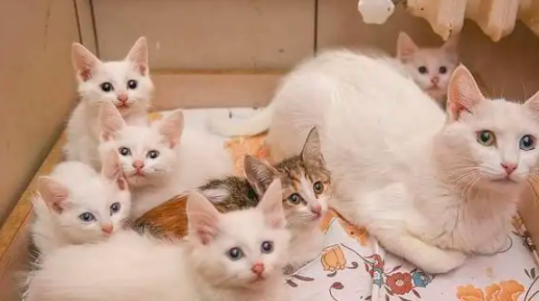 猫咪怀孕后最早什么时候可以分泌乳汁？