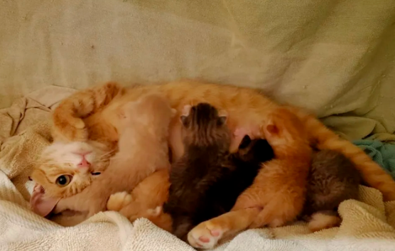 猫妈妈因怀孕无法爬出洞口，被人救出后，送出自己的小猫崽报恩