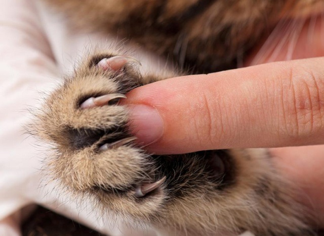 如何护理猫咪的爪子？