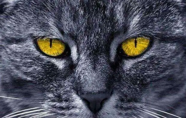 为什么猫咪的眼睛会变大变小，变圆变尖，还能变成一条线？