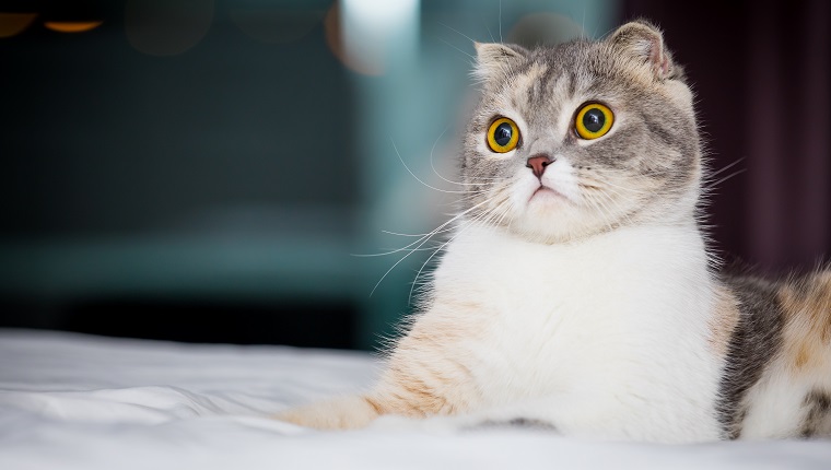 猫咪能看见人类看不见的东西吗？