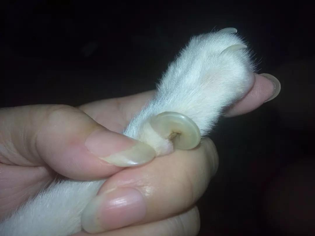 如何护理猫咪的爪子？