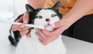 养猫小知识：用牙刷给猫咪刷牙的5个小步骤