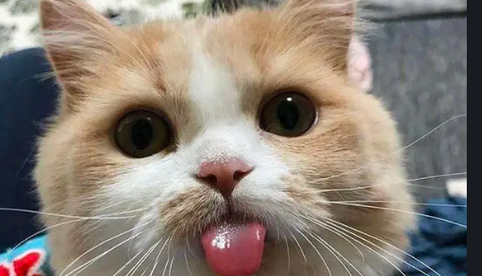 猫咪老是吐舌头什么意思？有病吗？