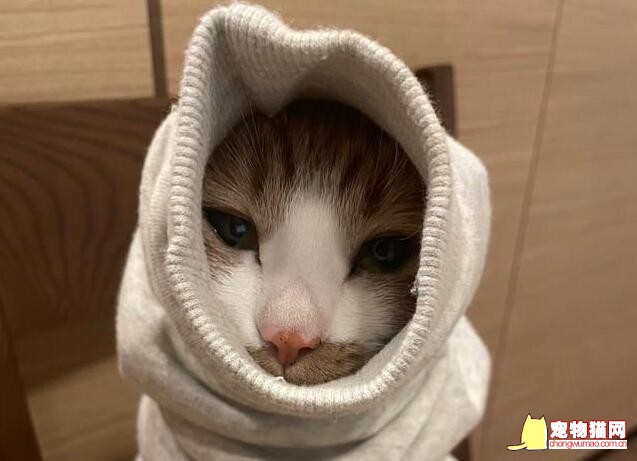 猫会冷吗