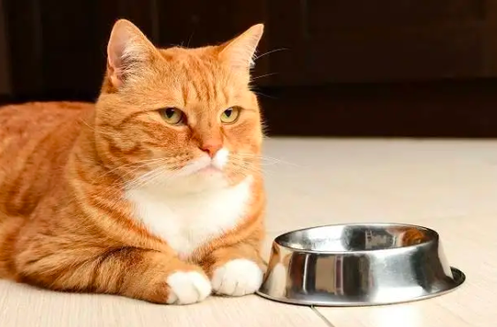 猫咪可不可以只吃生肉？