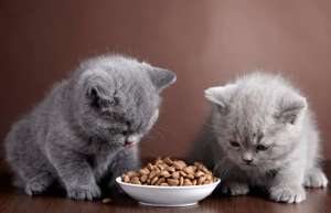 猫咪喂养方法技巧