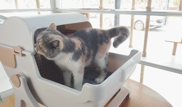 猫睡猫砂盆是应激吗？