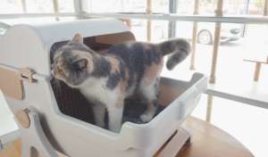 猫睡猫砂盆是应激吗？