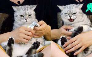 两个月的小猫可以剪指甲吗？