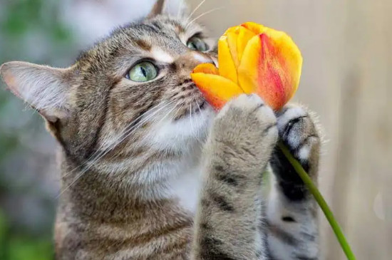 养猫可以养郁金香吗