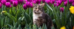 养猫可以养郁金香吗？
