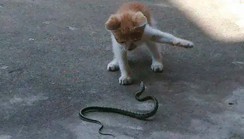 猫打得过蛇吗？