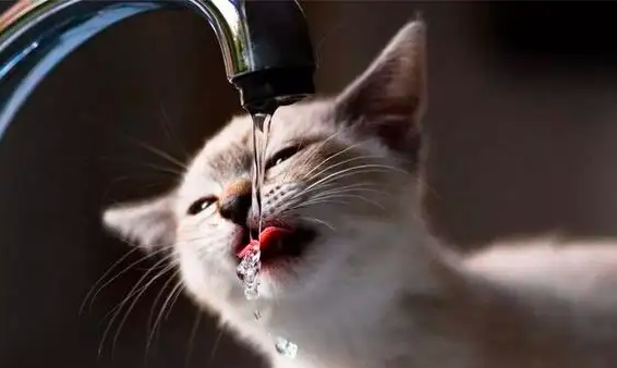 强制喂猫喝水技巧