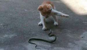 猫打得过蛇吗？