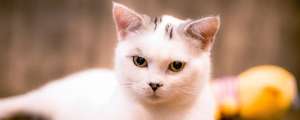 猫的眼睛一只蓝一只黄是什么原因？