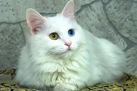 猫的眼睛一只蓝一只黄是什么原因
