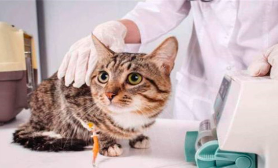 养猫要注意的问题，养猫需要注意和预防传染病