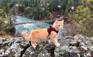带猫咪登山的训练技巧,猫咪训练!