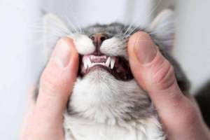猫换牙的时间是从几个月开始的？