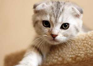 猫咪得了猫瘟初期有什么症状？