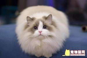 布偶猫爆毛时间表，布偶猫一岁也没爆毛正常吗？