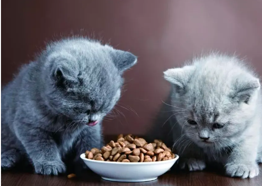 猫妈妈能不能吃幼猫粮？
