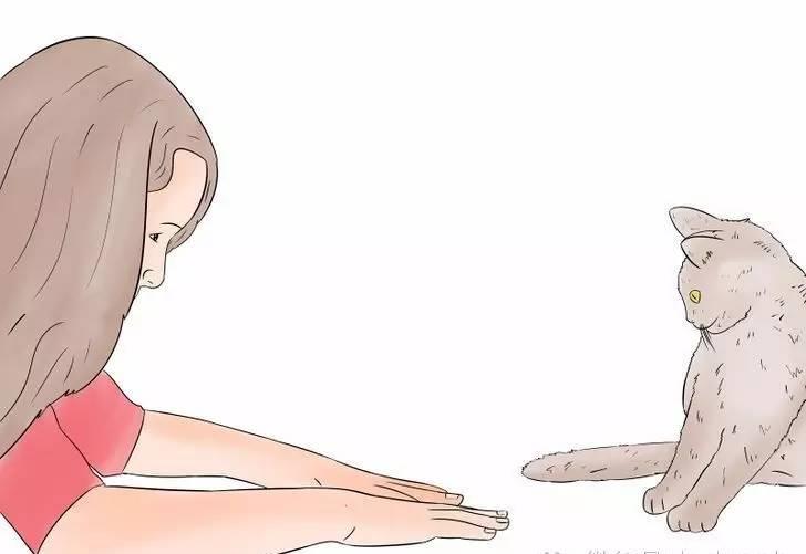 如何训练猫咪乖乖坐下？