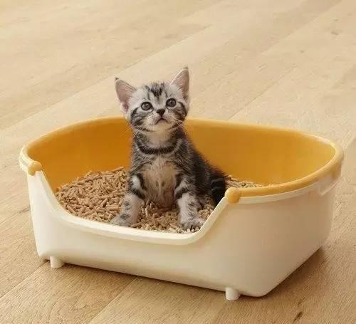如何训练猫咪使用猫砂上厕所？