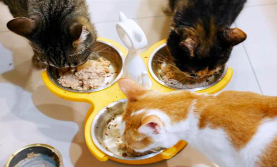 猫的饲喂与饮水要求，猫的饲料调制要注意哪些？