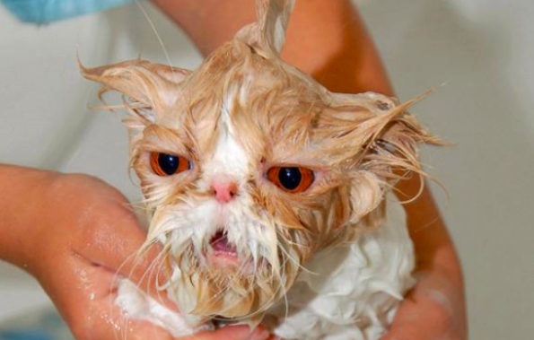 猫怕水如何洗澡？