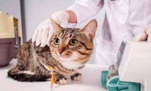 养猫要注意的问题，需要注意和预防传染病