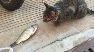 小奶猫能吃鱼吗？猫咪怎么吃鱼才健康