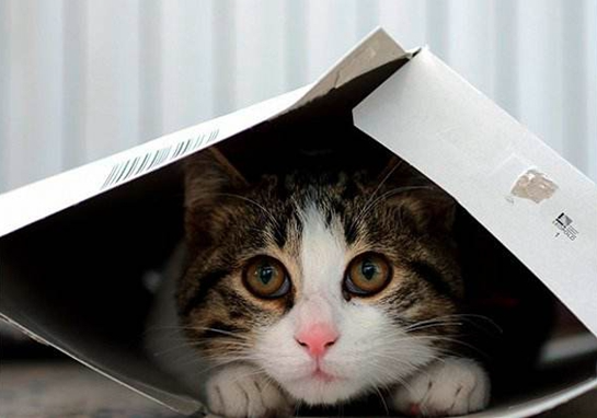 猫咪为什么喜欢箱子？猫咪喜欢箱子原因大揭秘