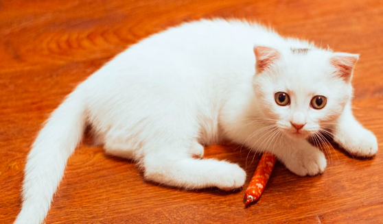 猫可以吃火腿肠吗？