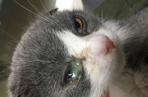 猫咪眼屎多是什么原因？
