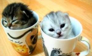 茶杯猫多少钱一只？