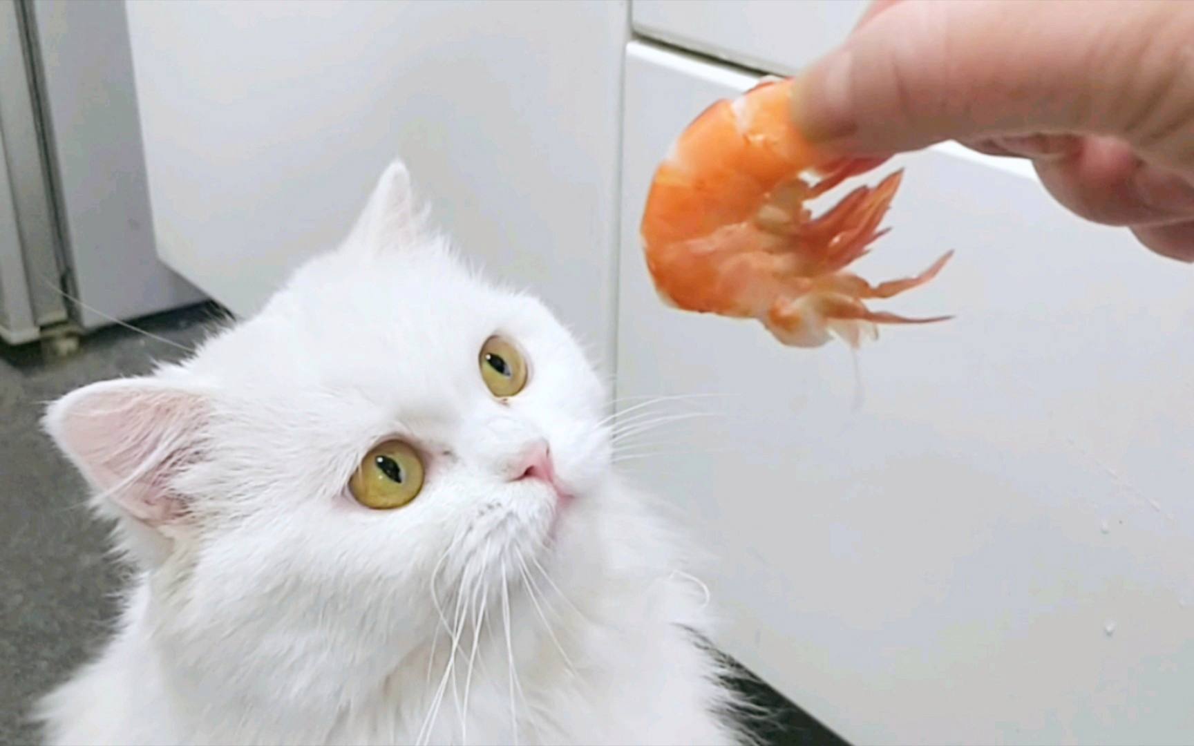 三个月的小猫可以吃虾吗