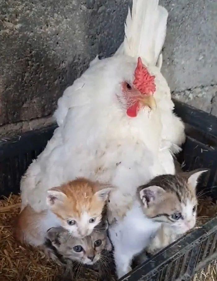 母猫预料自己将离世，将3只幼猫交给母鸡照顾，跨越种族的母子情