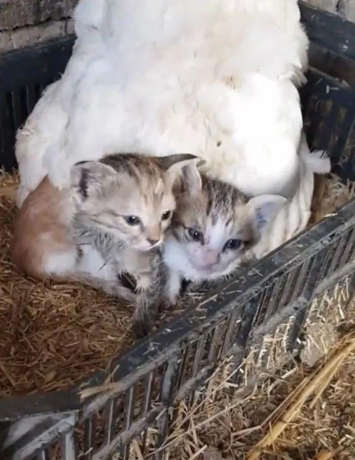 母猫预料自己将离世，将3只幼猫交给母鸡照顾，跨越种族的母子情