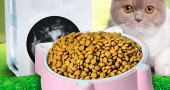 猫咪需要定时喂食吗？