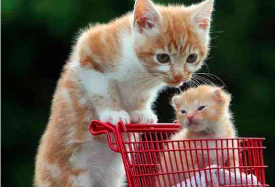 大猫和小猫哪个好养？大猫和小猫区别介绍。