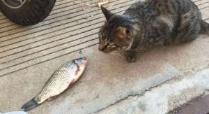 猫咪怎么吃鱼才健康？
