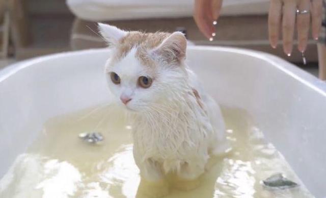 猫咪用人的沐浴露洗澡会怎样