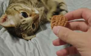 猫咪可以吃核桃吗？