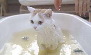 猫咪用人的沐浴露洗澡会怎样？