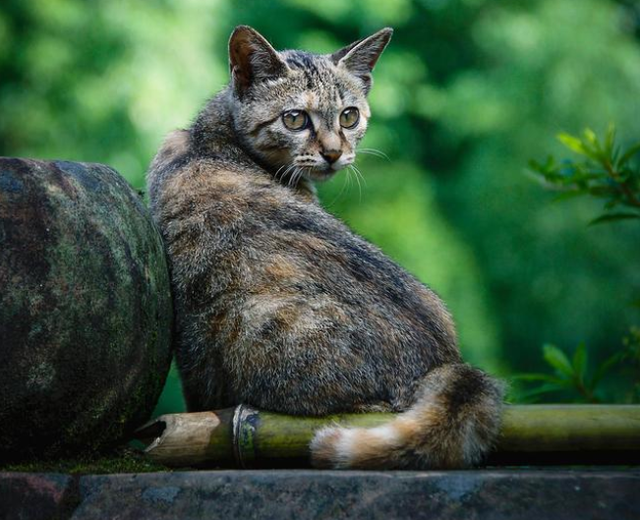 四川简州猫，曾是“古代御猫”，如今为何这么少人养？