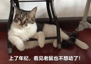 四川养猫猫(四川简州猫，曾是“古代御猫”，如今为何这么少人养？)